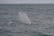 DPPhotography - Iceland - Humpback whale - AF
