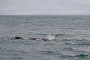 DPPhotography - Iceland - Humpback whale - AH