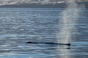 DPPhotography - Iceland - Humpback whale - F