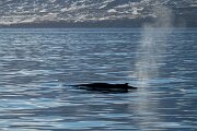 DPPhotography - Iceland - Humpback whale - G