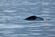 DPPhotography - Iceland - Humpback whale - I