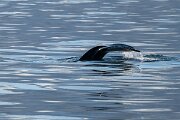 DPPhotography - Iceland - Humpback whale - J