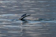 DPPhotography - Iceland - Humpback whale - K