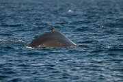 DPPhotography - Iceland - Humpback whale - M
