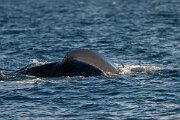 DPPhotography - Iceland - Humpback whale - N