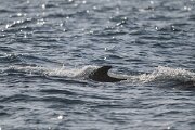 DPPhotography - Iceland - Humpback whale - Q