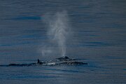 DPPhotography - Iceland - Humpback whale - R