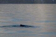 DPPhotography - Iceland - Humpback whale - S