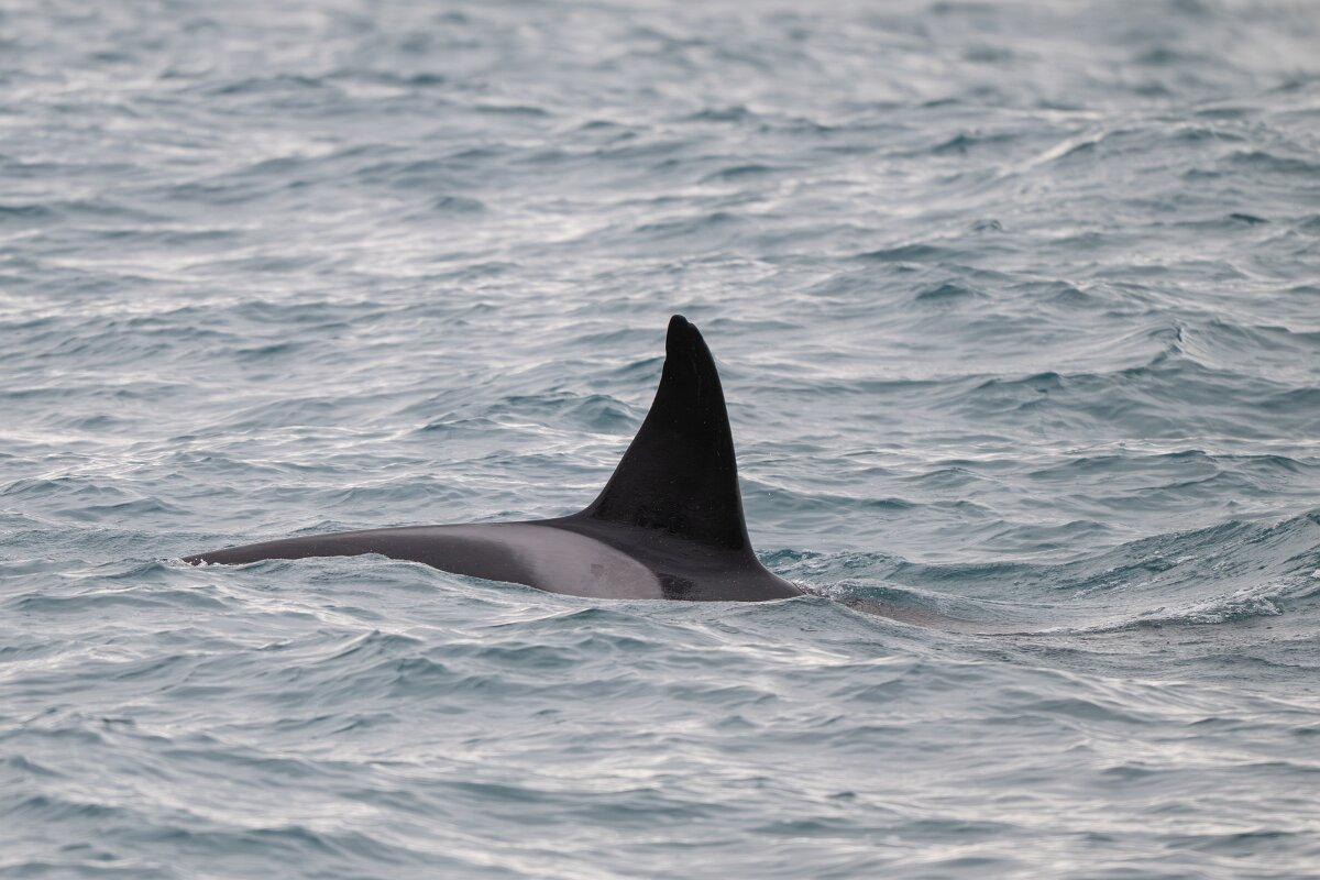 DPPhotography - Iceland - Killer whale - C.jpg - Killer whale - Ólafsvík