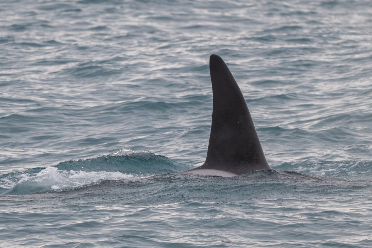 DPPhotography - Iceland - Killer whale - E.jpg - Killer whale - Ólafsvík