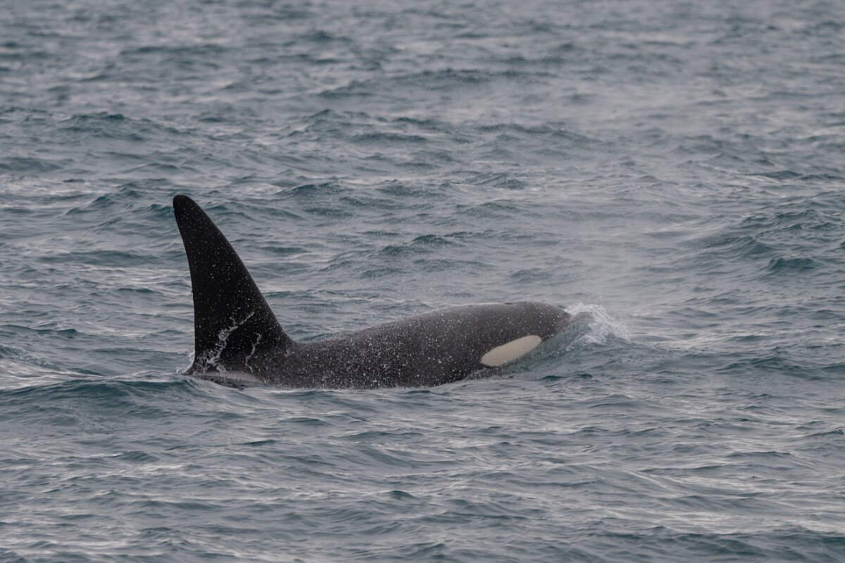 DPPhotography - Iceland - Killer whale - J.jpg - Killer whale - Ólafsvík