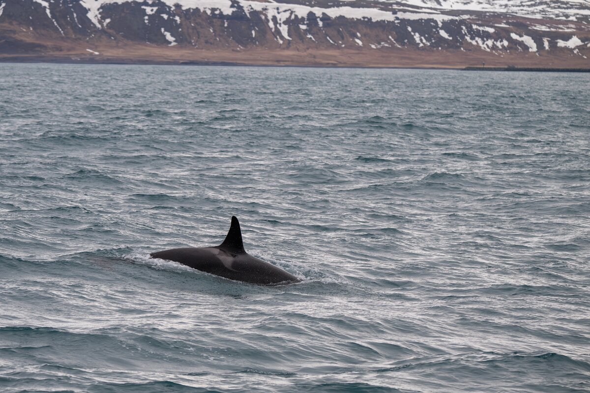 DPPhotography - Iceland - Killer whale - N.jpg - Killer whale - Ólafsvík