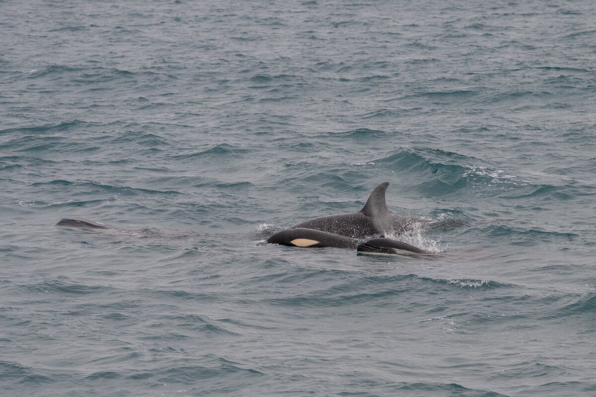 DPPhotography - Iceland - Killer whale - S.jpg - Killer whale - Ólafsvík