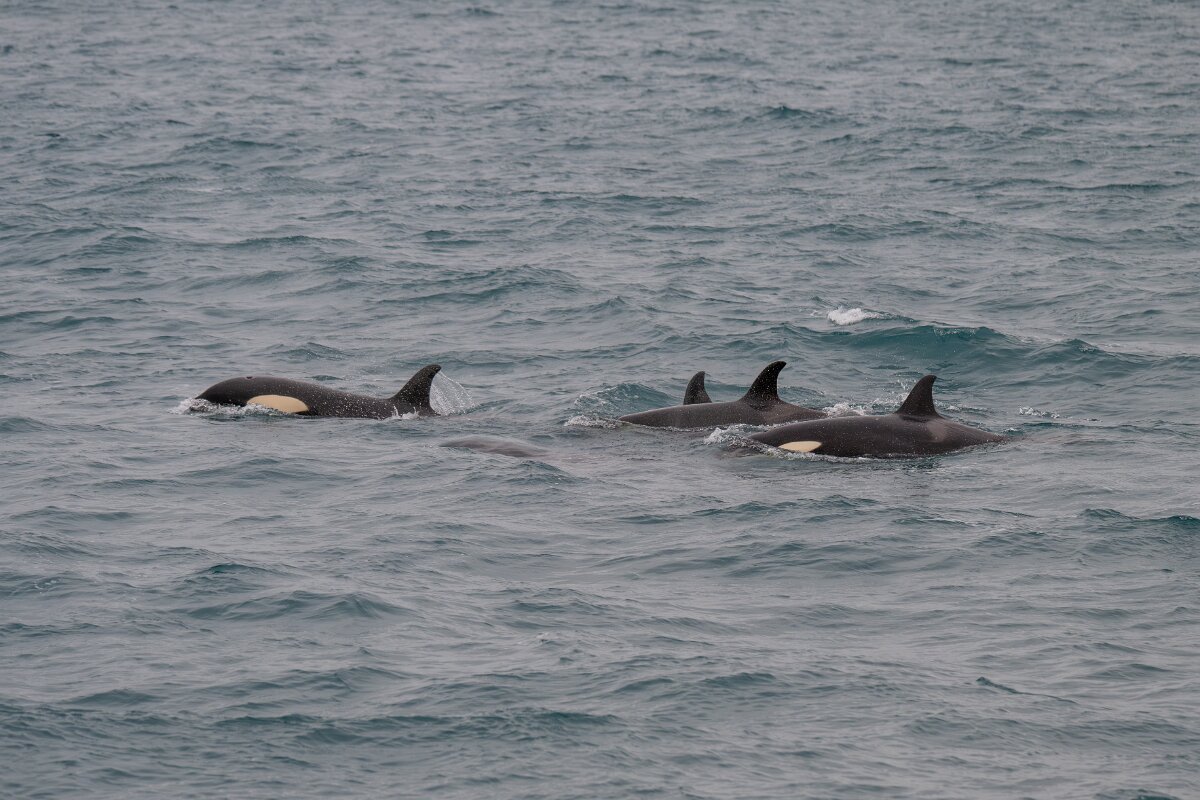 DPPhotography - Iceland - Killer whale - U.jpg - Killer whale - Ólafsvík