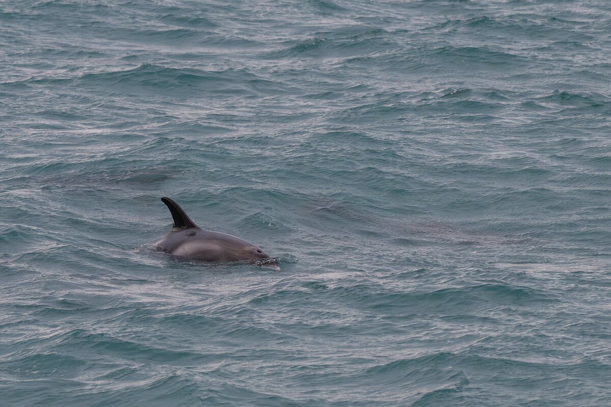DPPhotography - Iceland - White-beaked dolphin - F.jpg - White-beaked dolphin - Faxaflói Bay