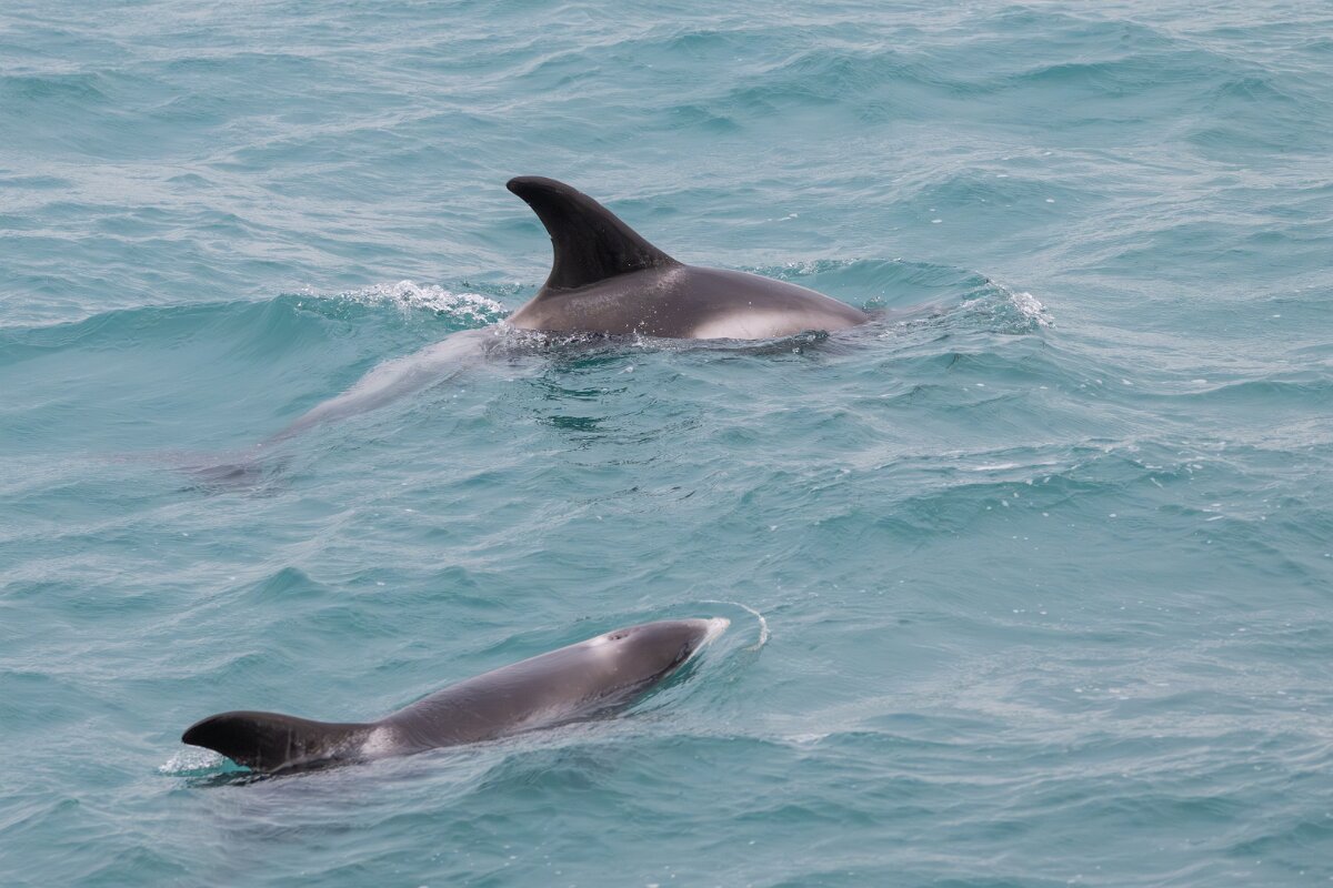 DPPhotography - Iceland - White-beaked dolphin - H.jpg - White-beaked dolphin - Faxaflói Bay