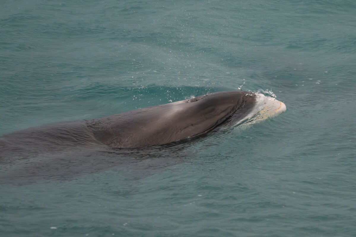 DPPhotography - Iceland - White-beaked dolphin - J.jpg - White-beaked dolphin - Faxaflói Bay