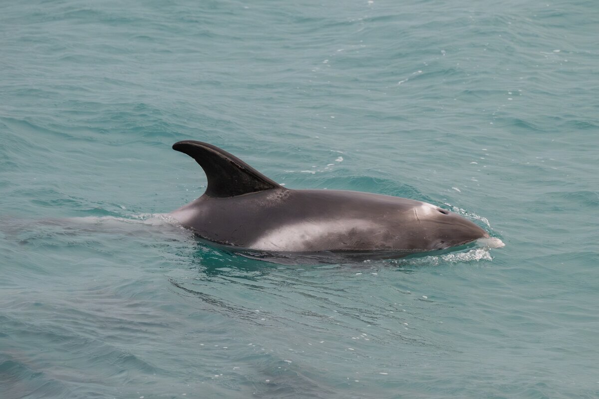 DPPhotography - Iceland - White-beaked dolphin - N.jpg - White-beaked dolphin - Faxaflói Bay