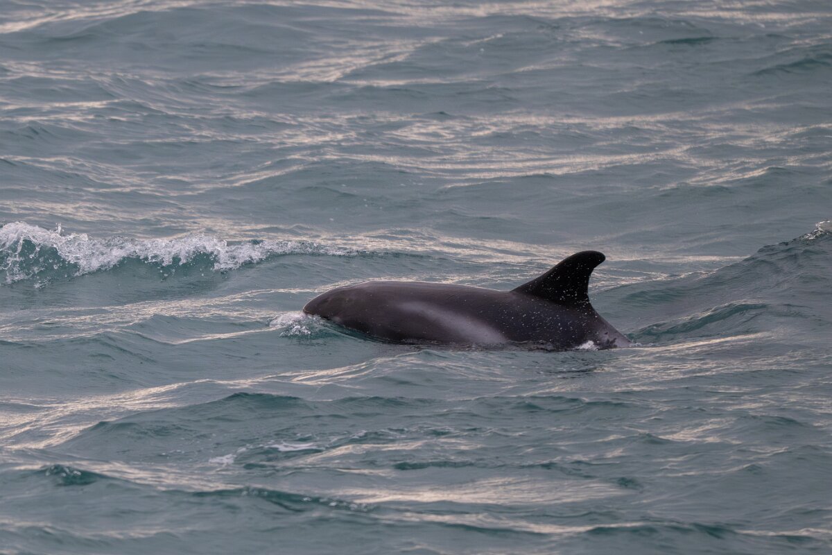 DPPhotography - Iceland - White-beaked dolphin - O.jpg - White-beaked dolphin - Faxaflói Bay