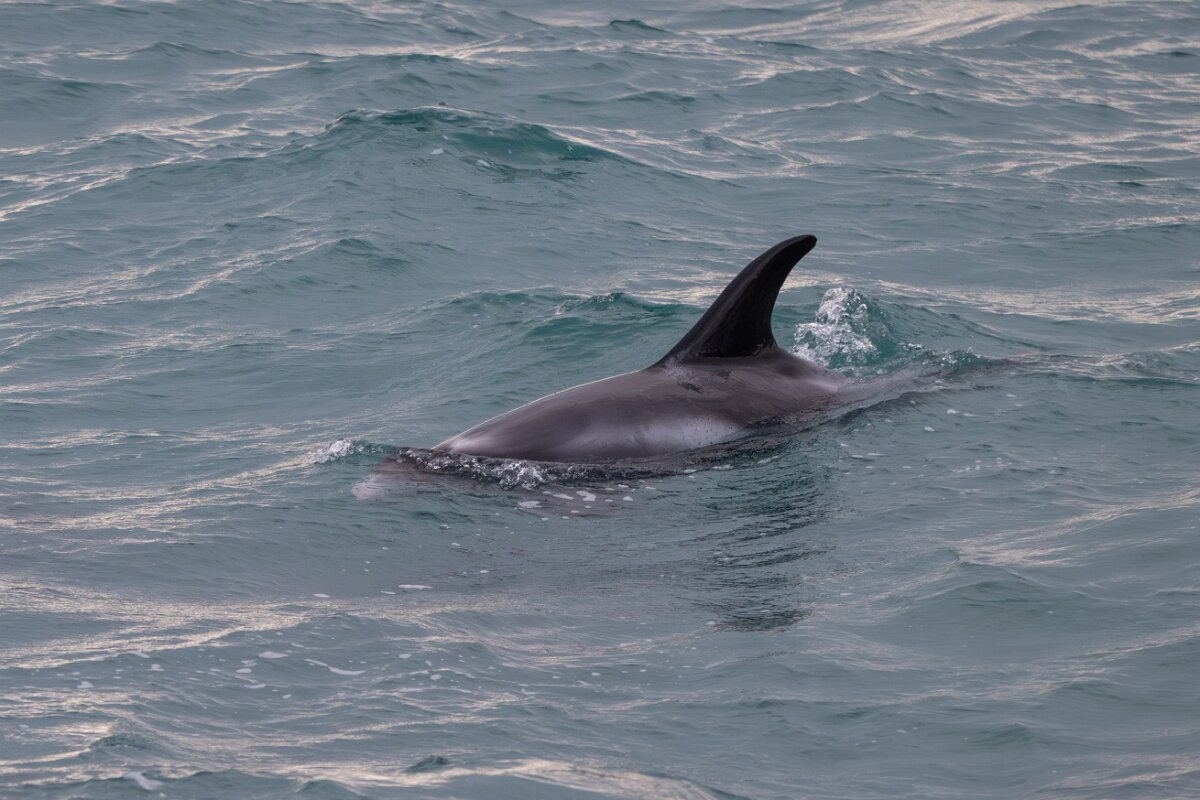 DPPhotography - Iceland - White-beaked dolphin - P.jpg - White-beaked dolphin - Faxaflói Bay