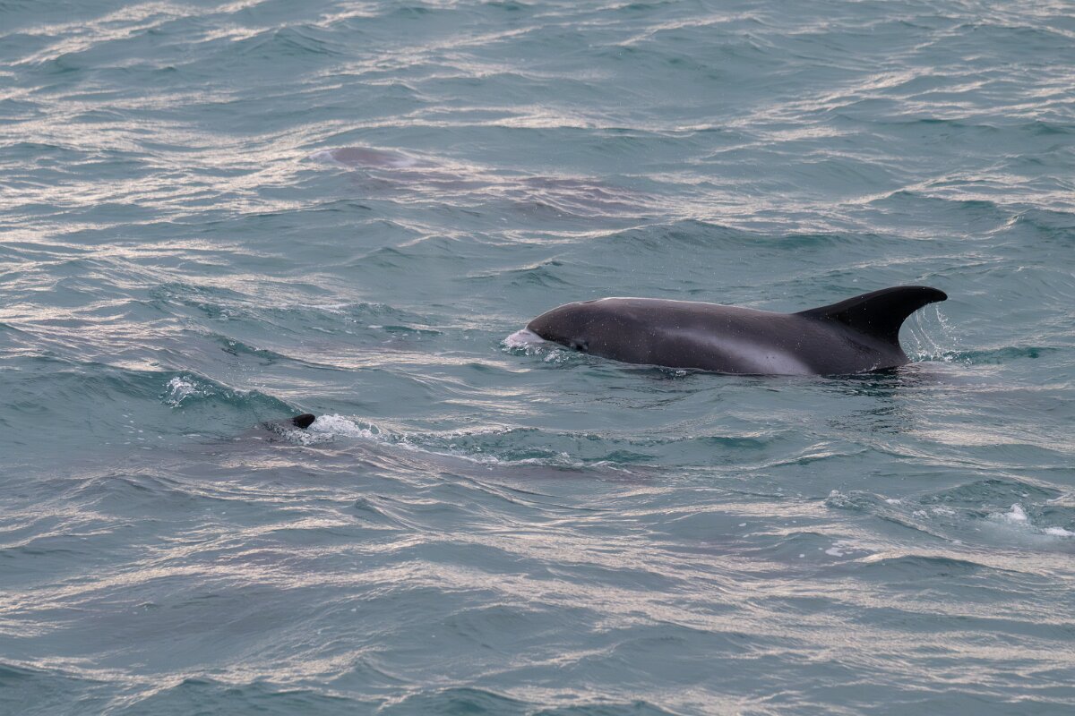 DPPhotography - Iceland - White-beaked dolphin - R.jpg - White-beaked dolphin - Faxaflói Bay