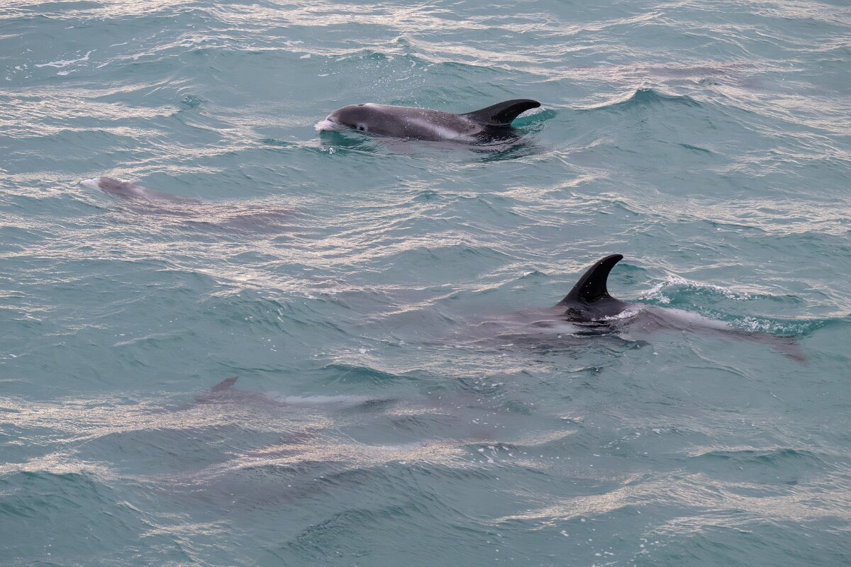 DPPhotography - Iceland - White-beaked dolphin - T.jpg - White-beaked dolphin - Faxaflói Bay