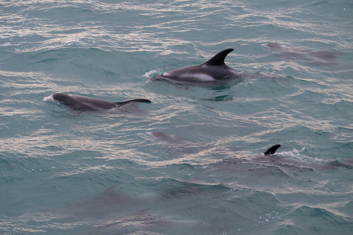 DPPhotography - Iceland - White-beaked dolphin - U.jpg - White-beaked dolphin - Faxaflói Bay