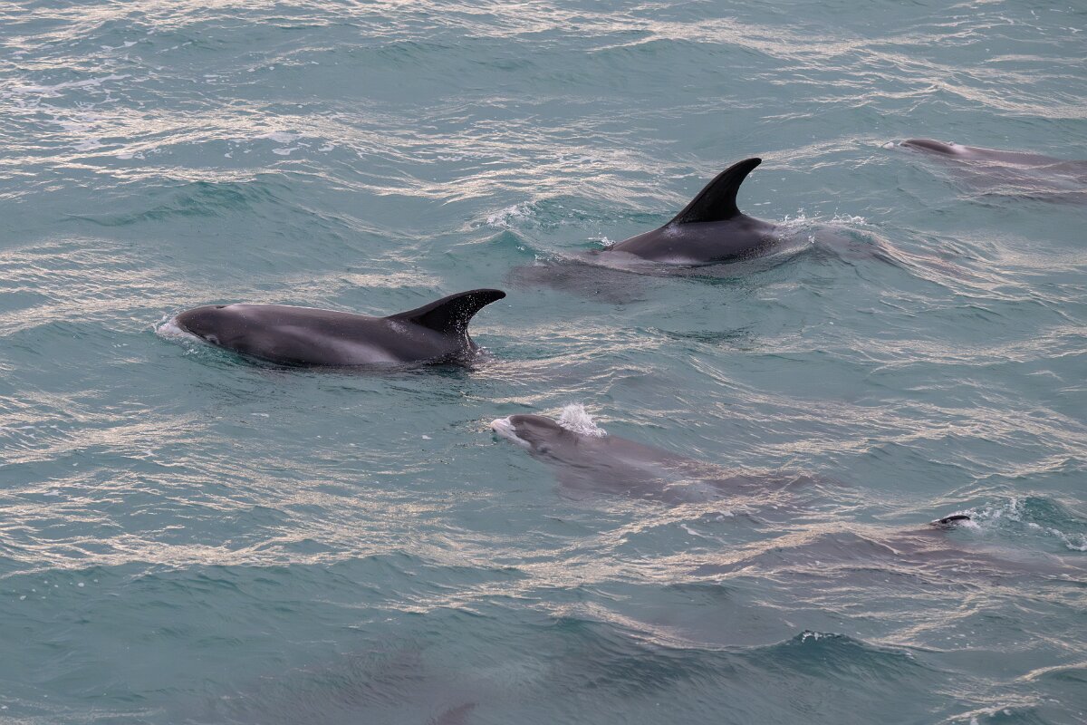 DPPhotography - Iceland - White-beaked dolphin - X.jpg - White-beaked dolphin - Faxaflói Bay