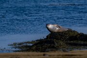 Harbour seal