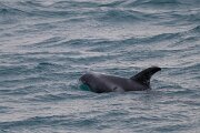 White-beaked dolphin