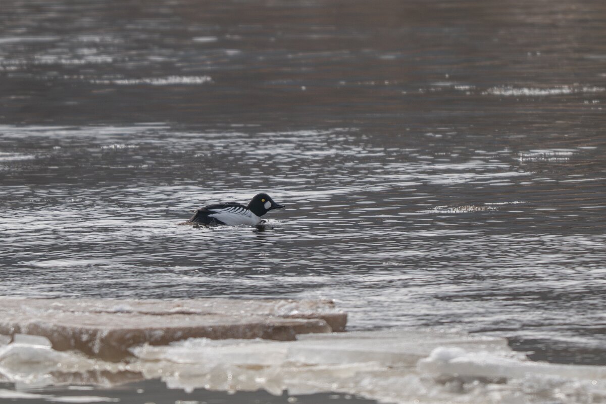 DP Wildlife Photography - Latvia - Common goldeneye - B.jpg - Common goldeneye, male - Gauja National Park