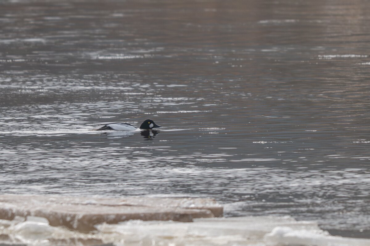DP Wildlife Photography - Latvia - Common goldeneye - C.jpg - Common goldeneye, male - Gauja National Park