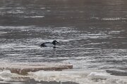 DP Wildlife Photography - Latvia - Common goldeneye - B