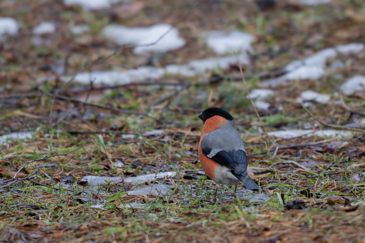 DP Wildlife Photography - Latvia - Eurasian bullfinch - C.jpg - Eurasian bullfinch - Gauja National Park