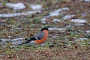 DP Wildlife Photography - Latvia - Eurasian bullfinch - A