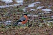 DP Wildlife Photography - Latvia - Eurasian bullfinch - B