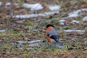 DP Wildlife Photography - Latvia - Eurasian bullfinch - D