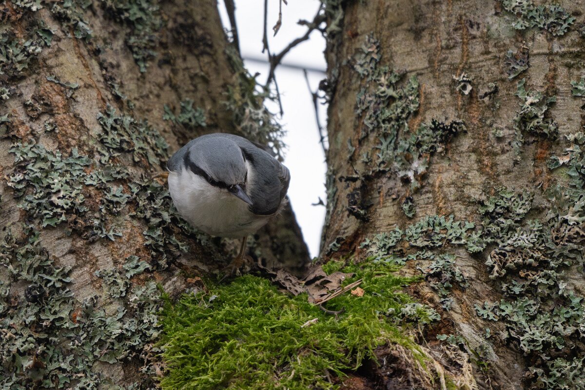 DP Wildlife Photography - Latvia - Eurasian nuthatch - C.jpg - Eurasian nuthatch - Gauja National Park