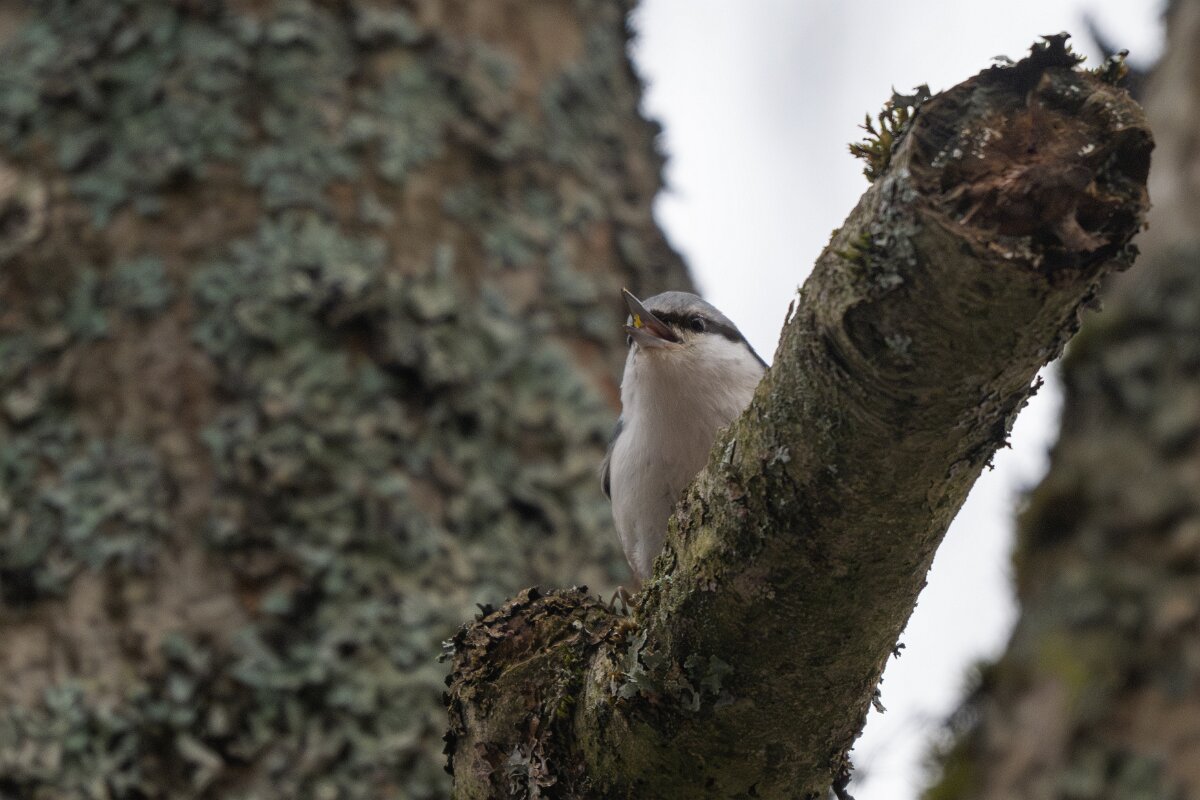 DP Wildlife Photography - Latvia - Eurasian nuthatch - H.jpg - Eurasian nuthatch - Gauja National Park