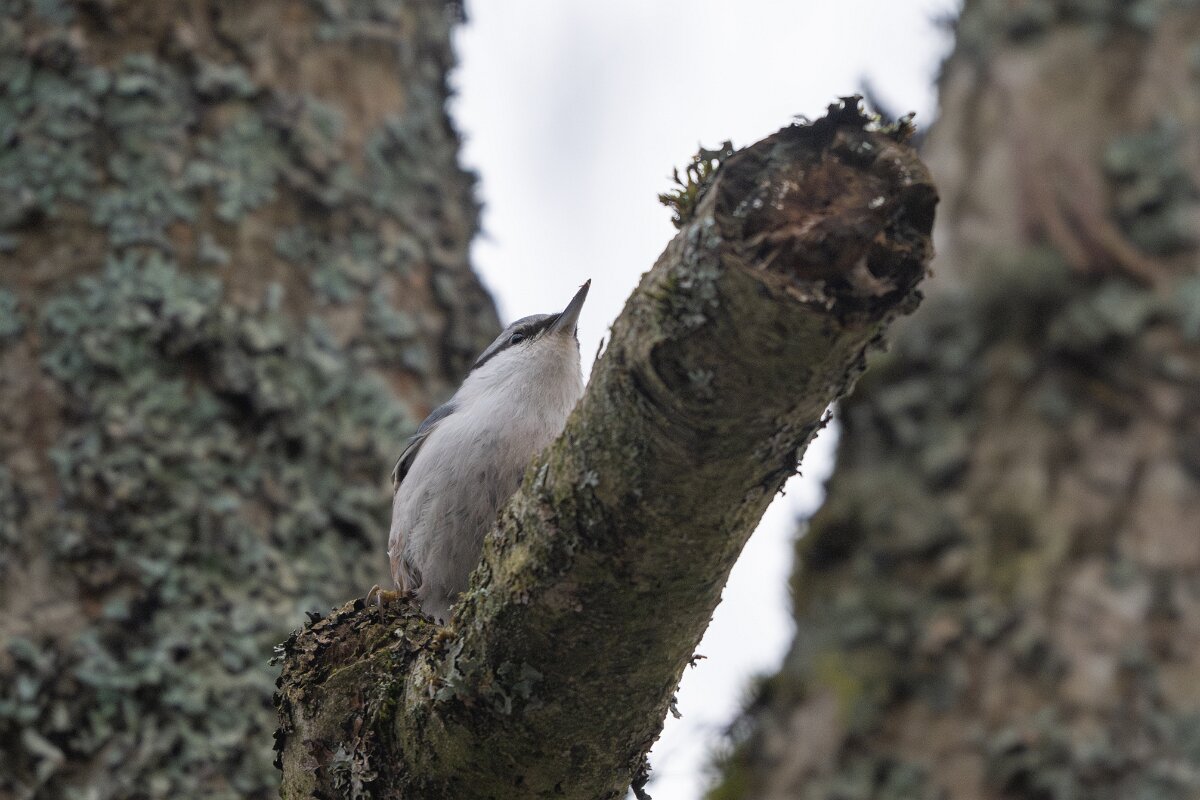 DP Wildlife Photography - Latvia - Eurasian nuthatch - I.jpg - Eurasian nuthatch - Gauja National Park