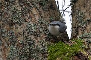 DP Wildlife Photography - Latvia - Eurasian nuthatch - B
