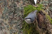 DP Wildlife Photography - Latvia - Eurasian nuthatch - D