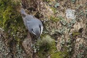 DP Wildlife Photography - Latvia - Eurasian nuthatch - E