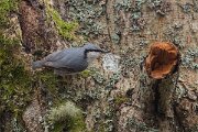 DP Wildlife Photography - Latvia - Eurasian nuthatch - F