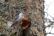 DP Wildlife Photography - Latvia - Eurasian nuthatch - G
