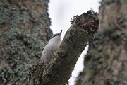 DP Wildlife Photography - Latvia - Eurasian nuthatch - I