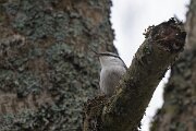 DP Wildlife Photography - Latvia - Eurasian nuthatch - J