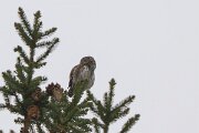 DP Wildlife Photography - Latvia - Eurasian pygmy owl - A