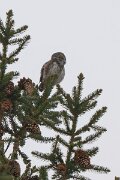 DP Wildlife Photography - Latvia - Eurasian pygmy owl - C