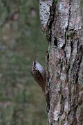 DP Wildlife Photography - Latvia - Eurasian treecreeper - A